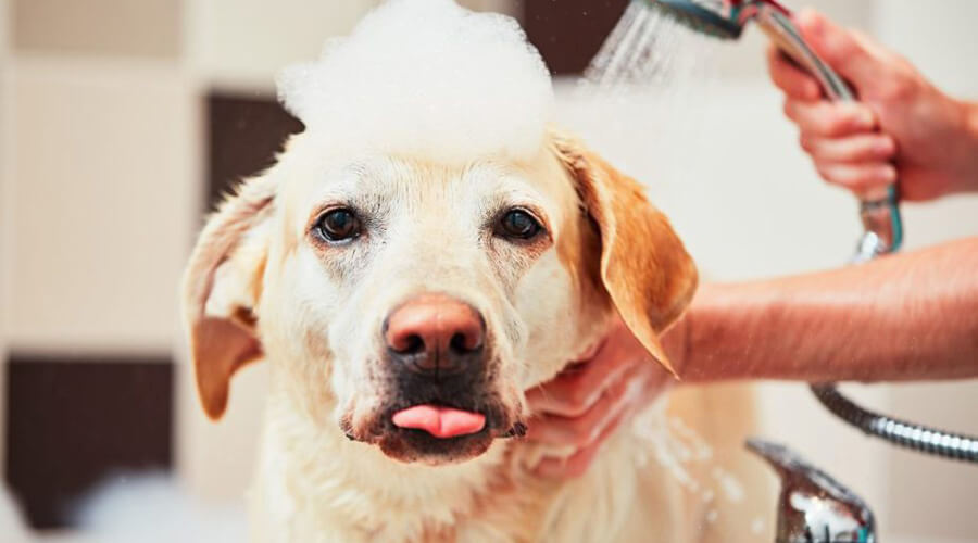 Dog Grooming